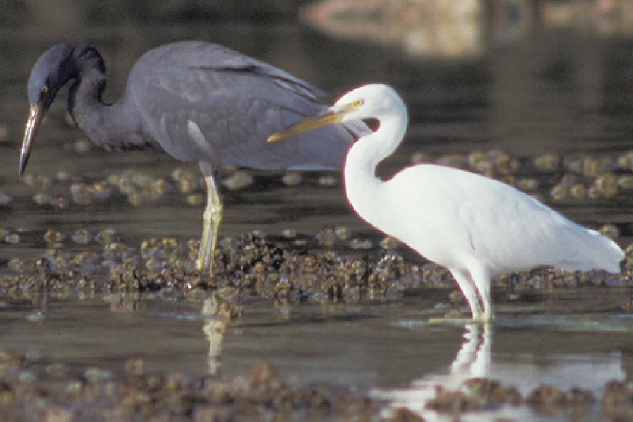 The fascinating Pacific Reef Heron