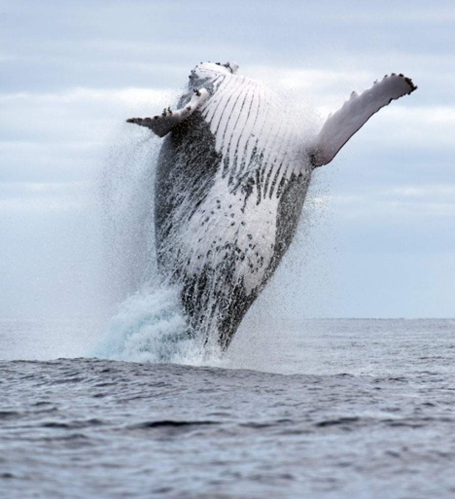 Draft policy to control whale-watching