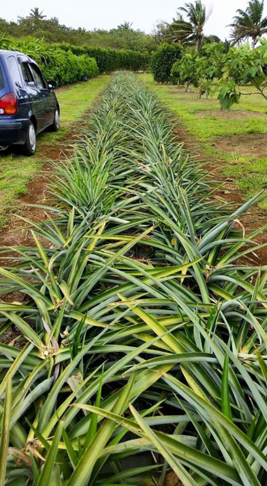 Thief shoots through with pineapple plants