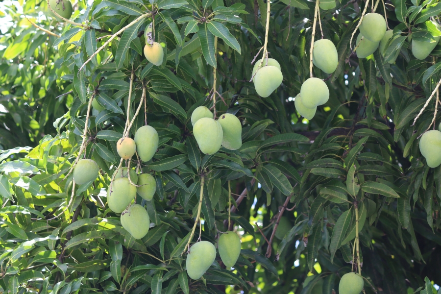 Mangoes in short supply this year…