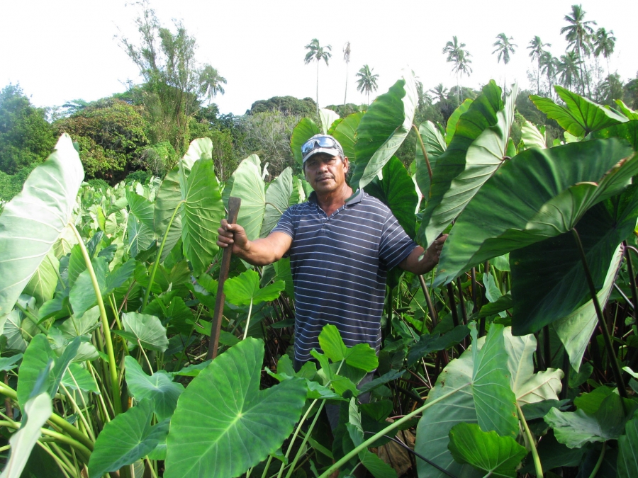 Cook Islands sends taro to Samoa for improvement programme