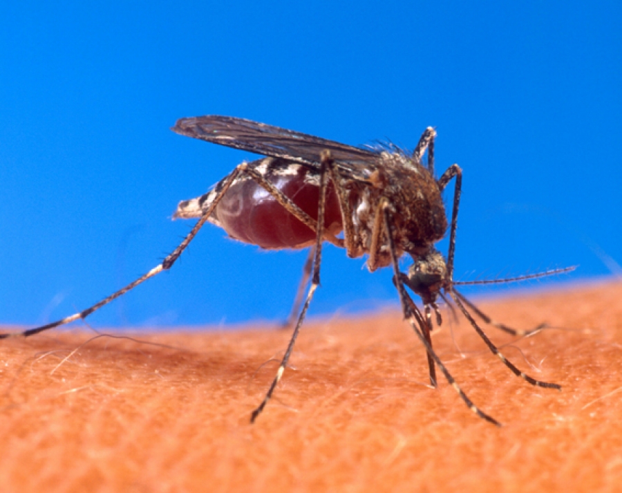 Cook Islands still free of Zika virus