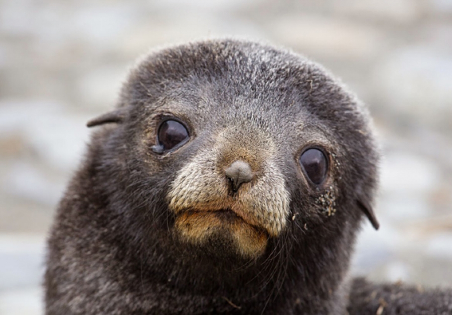 ‘Gasket’ the fur seal may have moved on