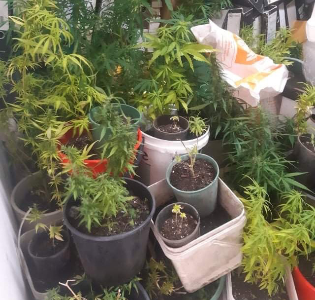 More than 30 cannabis plants seized in bust