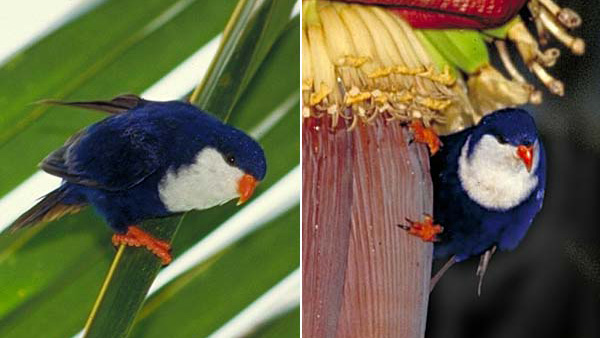 Aitutaki’s Kuramo’o leads in Bird of the Year competition