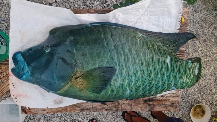 Penrhyn local reels in 24kg Wrasse fish