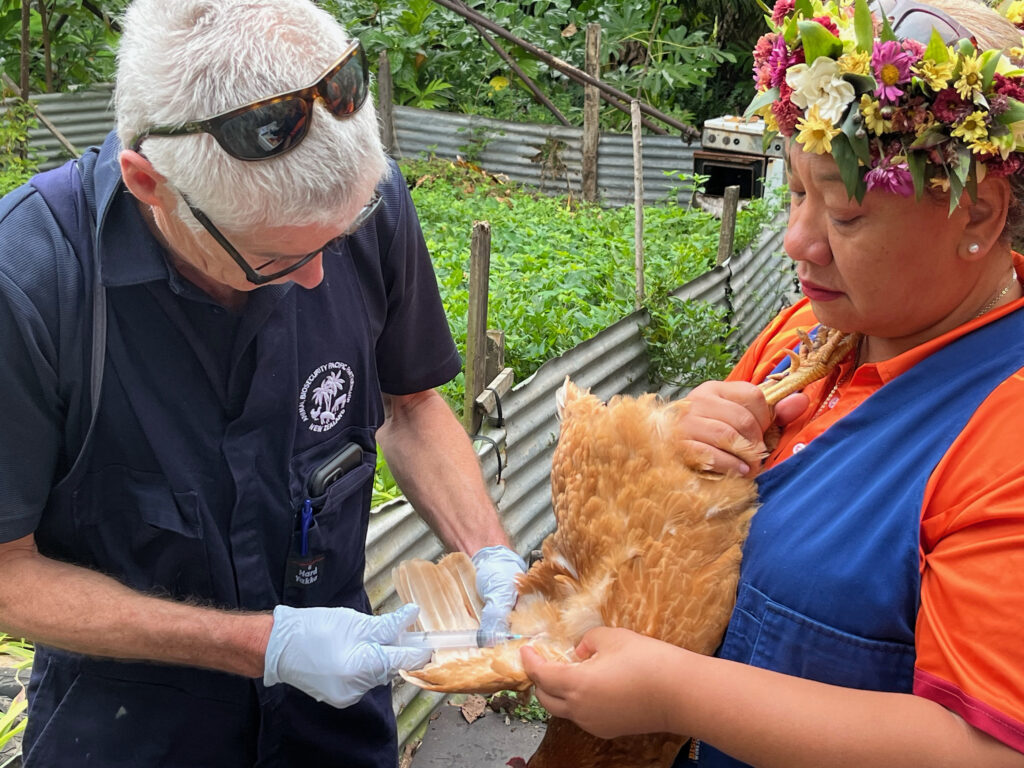 Infectious disease ruled out in chicken deaths investigation - Cook ...