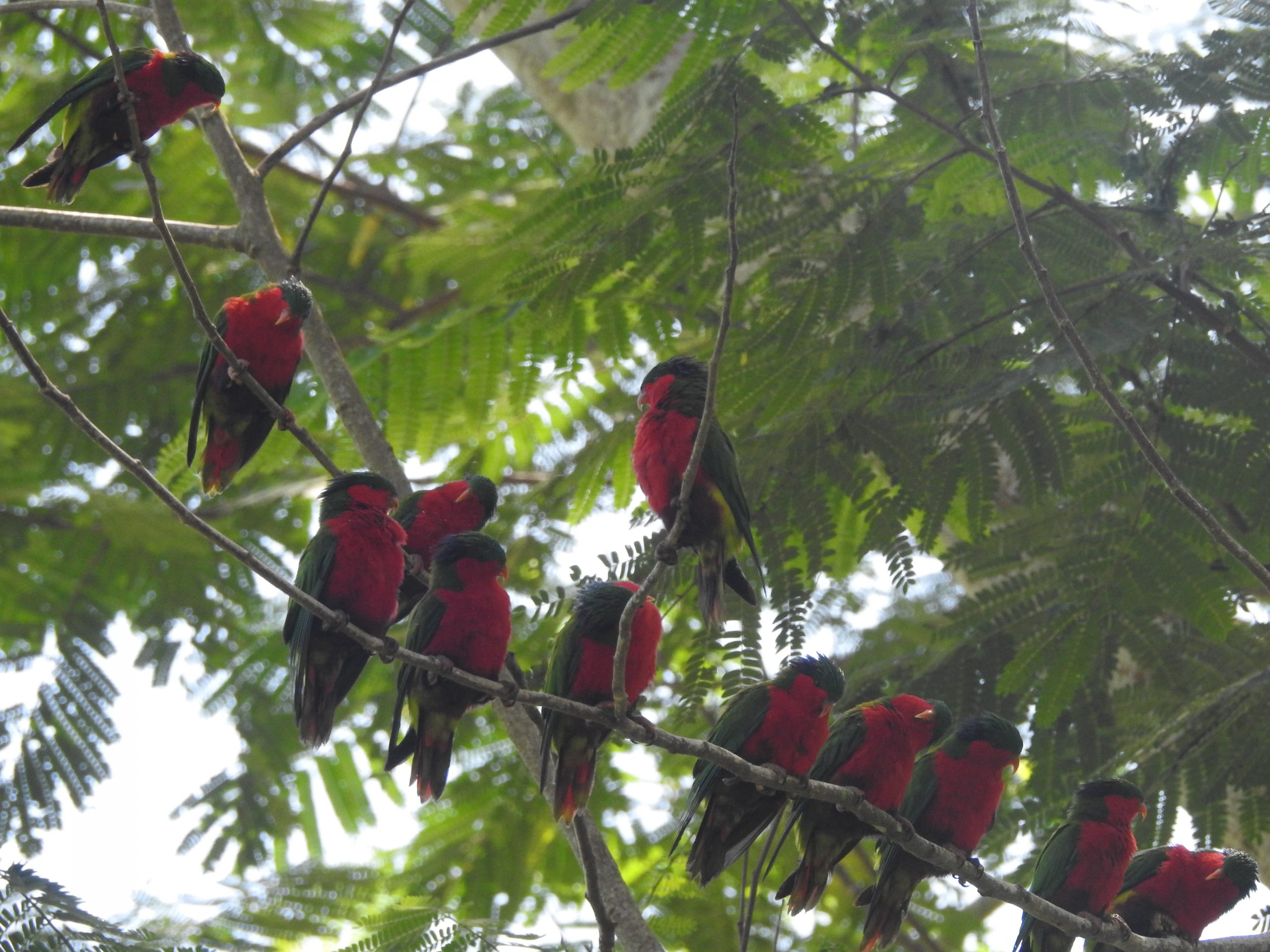 Te Ipukarea Society: Parrot pandemonium- Celebrating the world’s most talkative birds