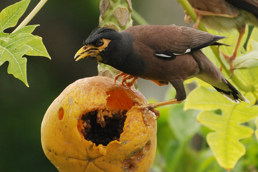 From pest to past: Ātiu’s epic battle against invasive myna