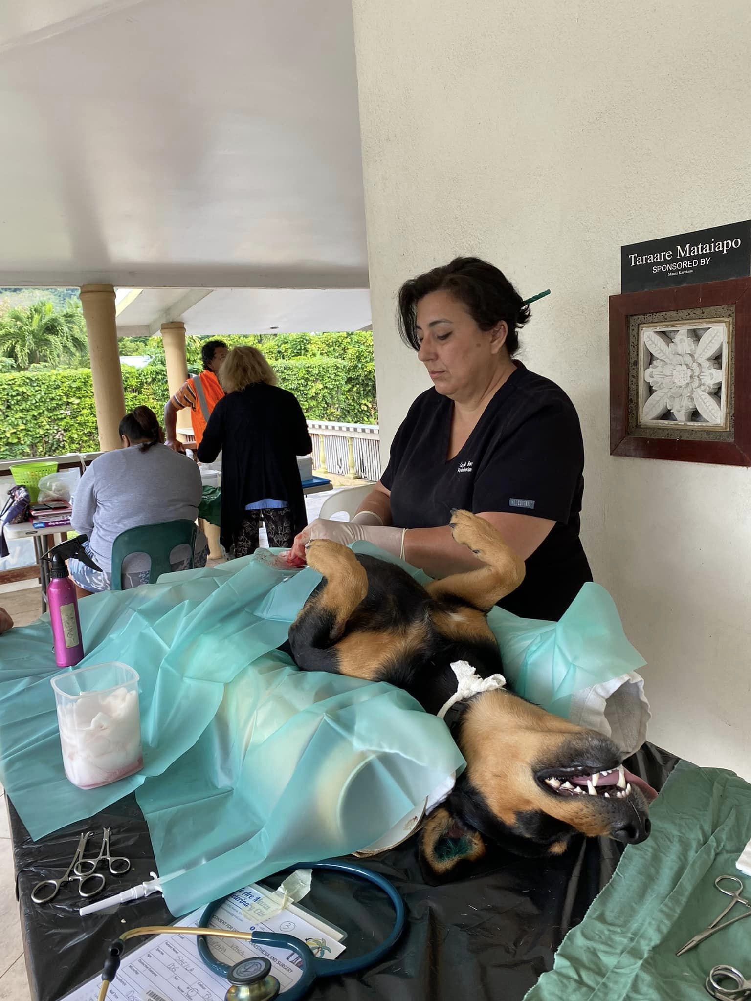 Pet Talk: Desexing – key to  controlling Rarotonga’s dog population