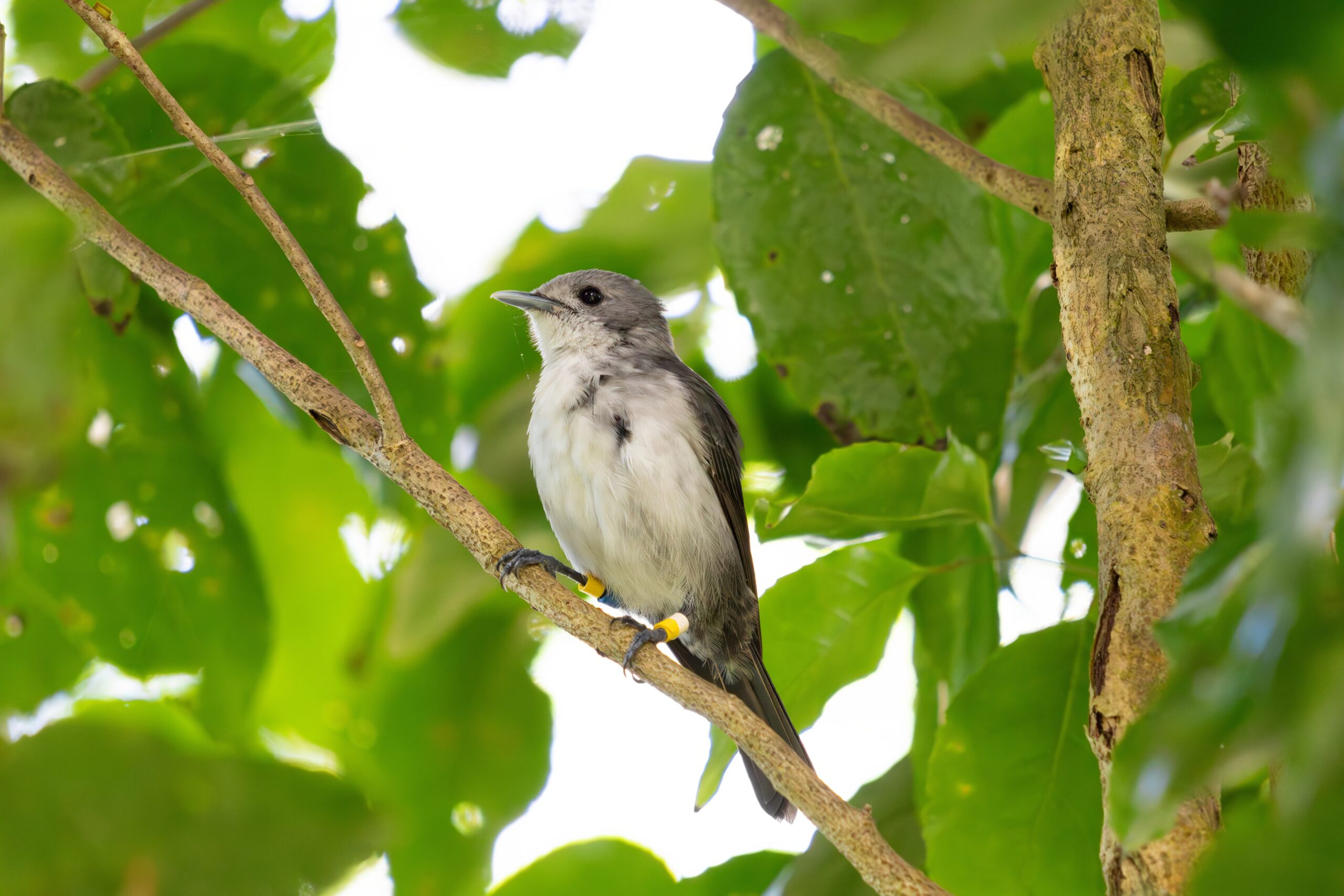 Te Ipukarea Society: Dedicated conservation efforts boost Kākerōri population