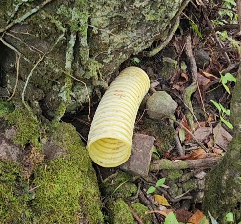 Te Ipukarea Society: How removing rats can protect Cook Islands native vegetation and wildlife